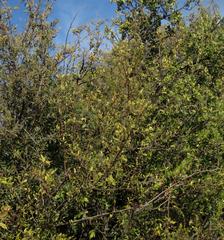 Searsia pyroides pyroides