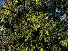 Searsia pyroides pyroides