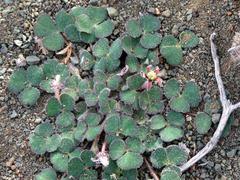 Oxalis algoensis