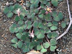 Oxalis algoensis