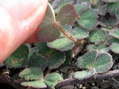 Oxalis algoensis