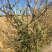 Olearia adenocarpa - Photo no hay derechos reservados, uploaded by gregs