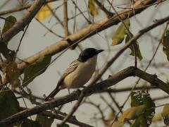 Dryoscopus cubla hamatus