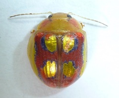 Paropsisterna nobilitata