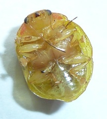 Paropsisterna nobilitata