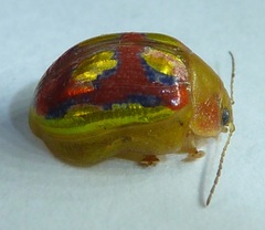 Paropsisterna nobilitata