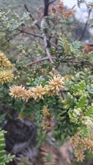 Weinmannia tomentosa