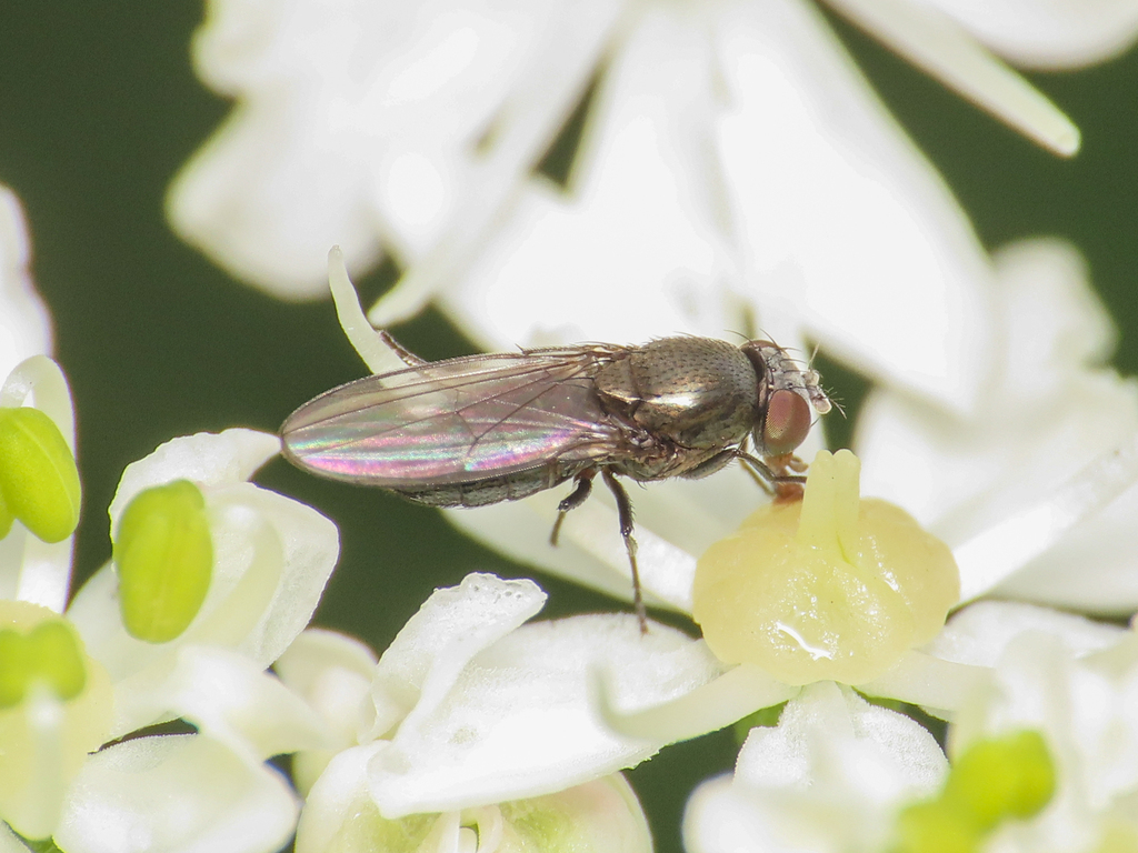 Gymnoclasiopa