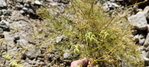 Prangos uloptera