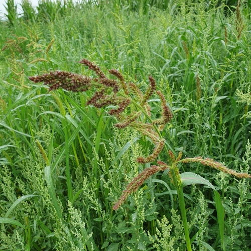 Paprastoji rietmenė nuotrauka