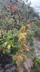 Weinmannia tomentosa