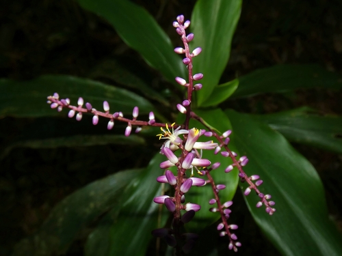 Image of Cordyline cannifolia by (c) Kai Squires, some rights reserved (CC BY)