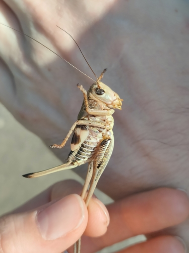 White-faced Bush-cricket, VX84+9M6 Национальный парк Тбилиси, Tbilisi, Грузия, photo 9 of 10