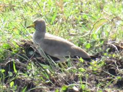 Vanellus senegallus lateralis