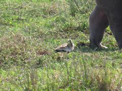 Vanellus senegallus lateralis