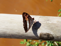 Adelpha thesprotia