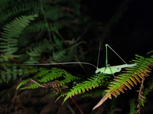 Lily Bush-cricket, Отдых в Абхазии, ул. Речная 15 Республика RU, photo 7 of 10