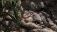 Astragalus nuttallianus imperfectus
