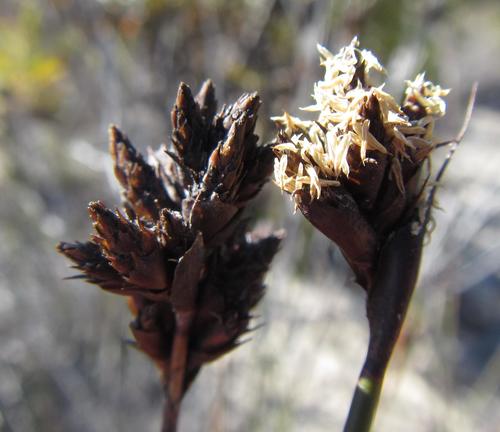 Image of Restio virgeus by (c) douglaseustonbrown, some rights reserved (CC BY-SA)