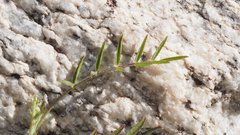 Astragalus nuttallianus imperfectus