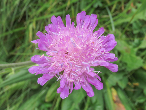 Knautia longifolia (Knautia longifolia)