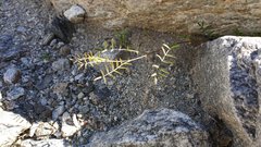 Astragalus nuttallianus imperfectus