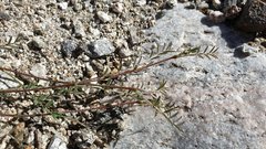 Astragalus nuttallianus imperfectus