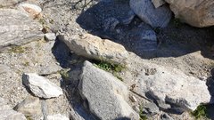 Astragalus nuttallianus imperfectus