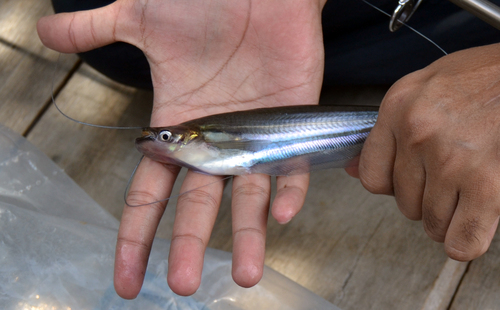 Butter catfish (Ompok hypophthalmus) — Siluridae