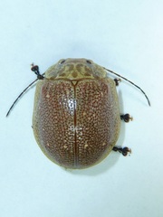 Paropsis intermedia
