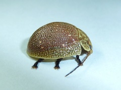 Paropsis intermedia