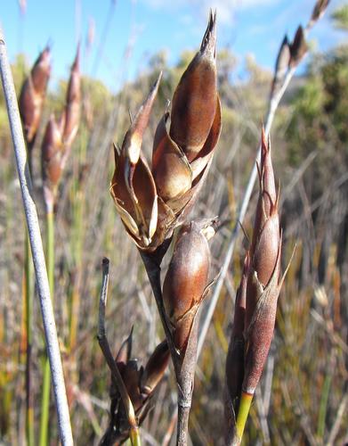 Image of Overberg Fountainreed (Cannomois congesta) by (c) douglaseustonbrown, some rights reserved (CC BY-SA)