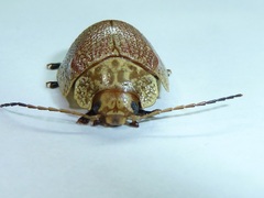 Paropsis intermedia