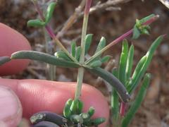 Delosperma multiflorum