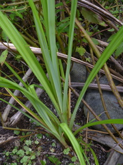 Carex trifida