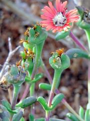 Delosperma multiflorum