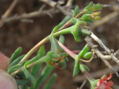 Delosperma multiflorum