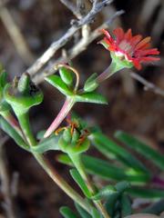 Delosperma multiflorum