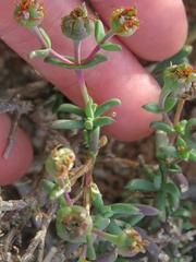 Delosperma multiflorum