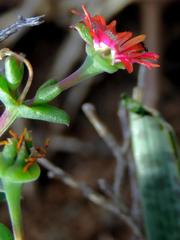 Delosperma multiflorum