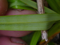 Carex trifida