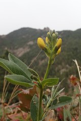 Thermopsis divaricarpa