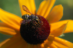 Paranthidium jugatorium