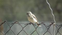 Crithagra atrogularis