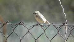 Crithagra atrogularis