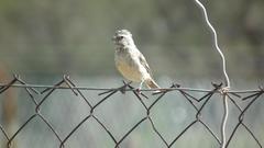 Crithagra atrogularis