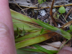 Carex trifida