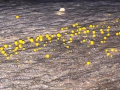 Dacrymyces capitatus image