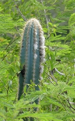 Pilosocereus