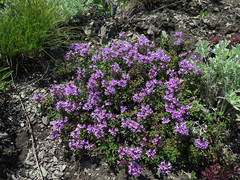 Thymus inaequalis